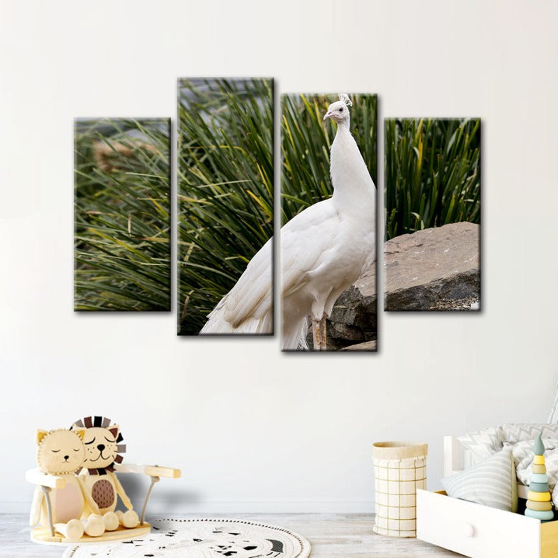 4 Stück Regal Albino Pfau - Leinwand Wandkunst Gemälde