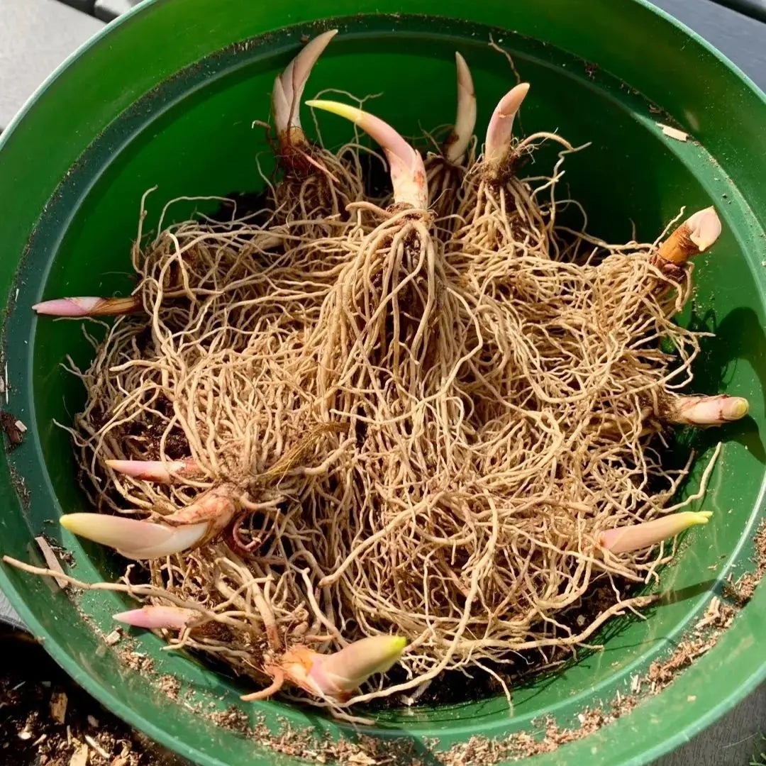Maiglöckchen Rhizome – Duftend und Pflegeleicht