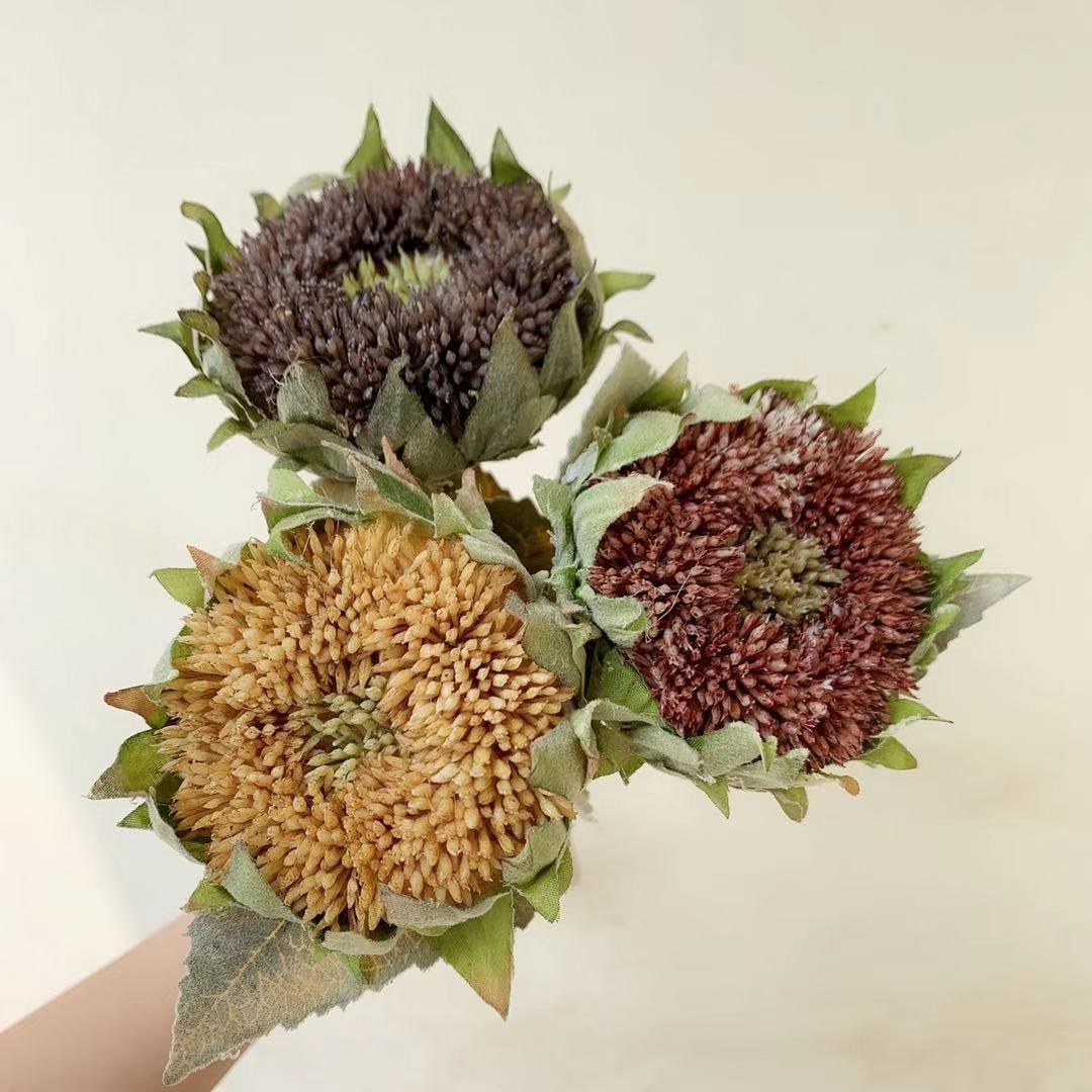 Getrockener Sonnenblumenstängel