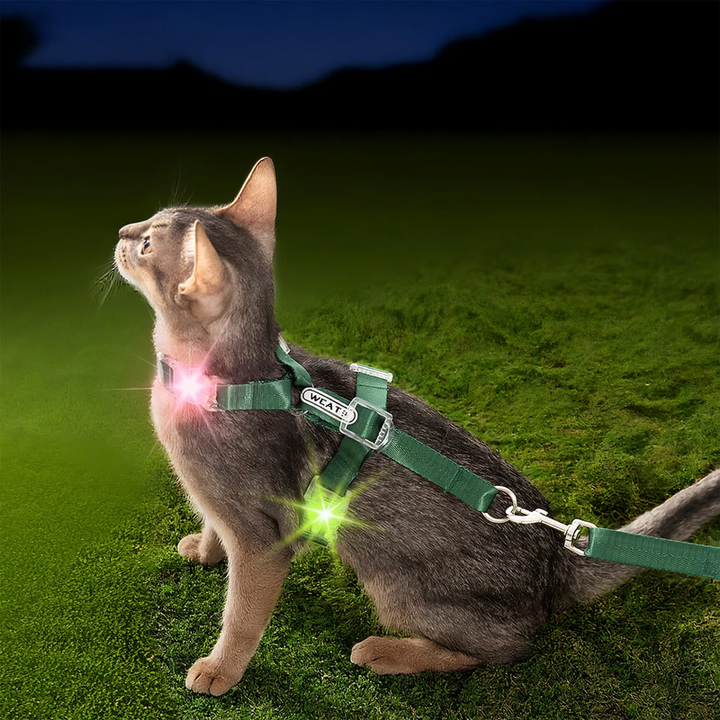 Leuchtende Katzen- und Hundegeschirr-Leine