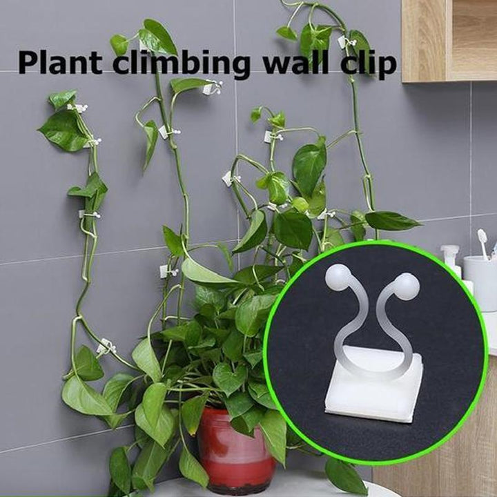 Wandclips für Kletterpflanzen (30 Stück) | Karnz