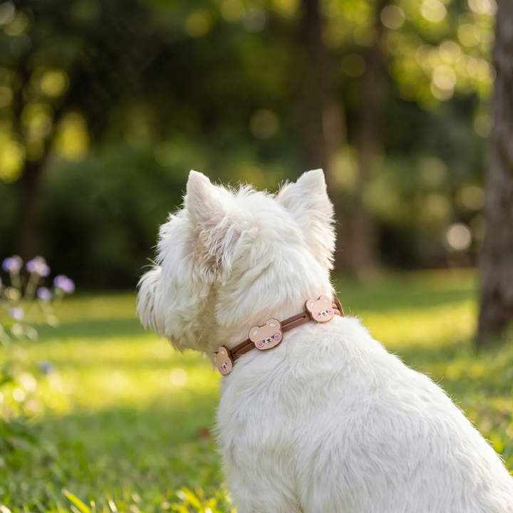 Sommerhalsband für Hunde und Katzen