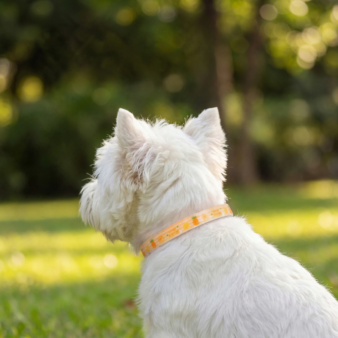 Verstellbares Halsband mit Fruchtmuster für Hunde