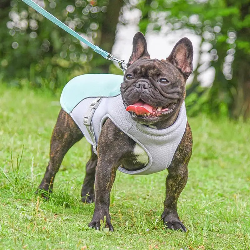 Hundekühlweste für Outdoor-Aktivitäten | Karnz