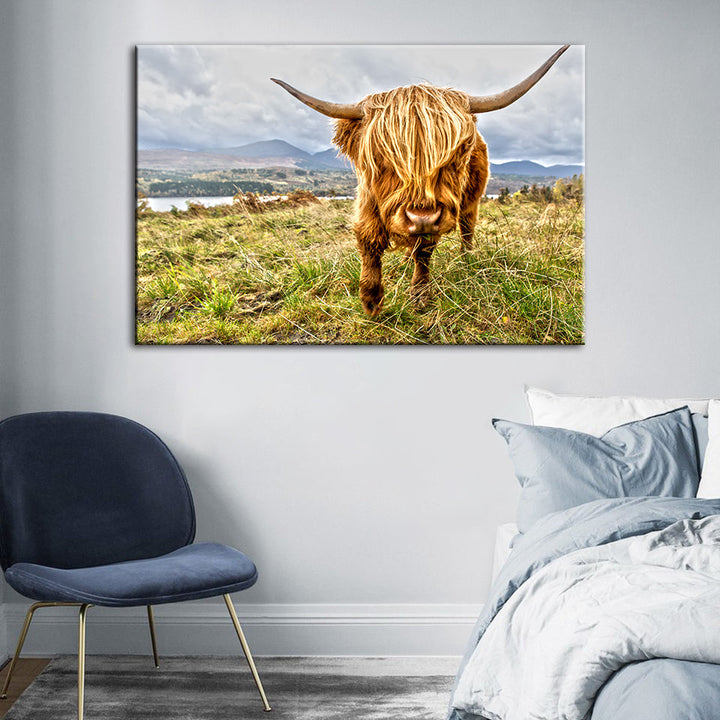 Niedliche Wildkuh – Leinwandbild