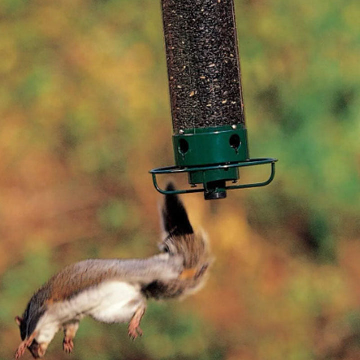 Eichhörnchensicherer Vogelhäuschen | Karnz