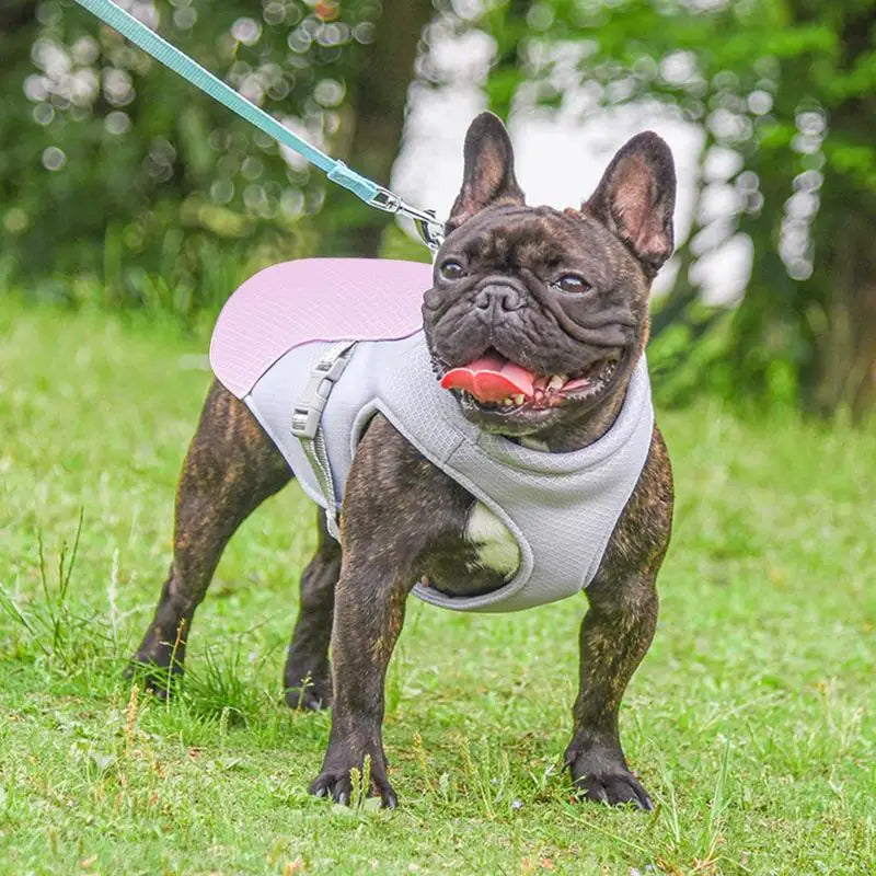 Hundekühlweste für Outdoor-Aktivitäten | Karnz
