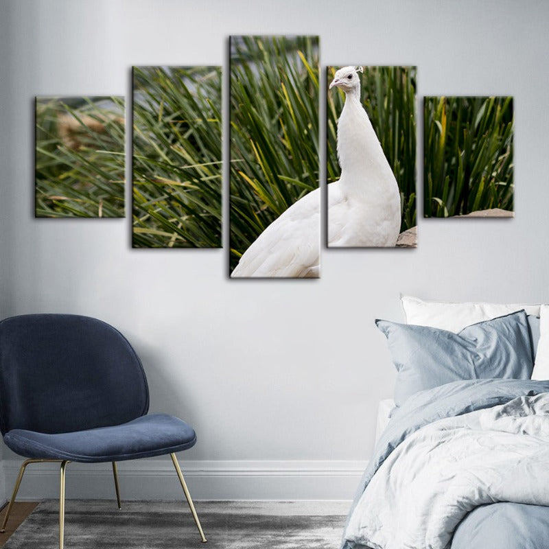 5-teilige königliche albino Pfau - Leinwand Wandkunst Gemälde