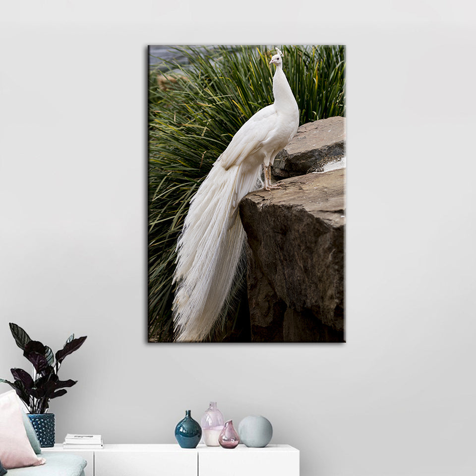Königlicher Albino-Pfau – Leinwandbild