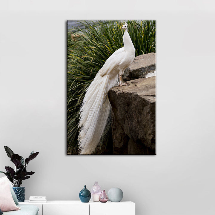 Königlicher Albino-Pfau – Leinwandbild