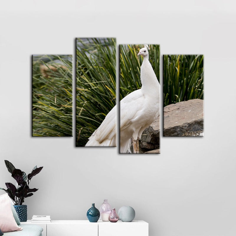 4 Stück Regal Albino Pfau - Leinwand Wandkunst Gemälde