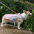 Hundekühlweste für Outdoor-Aktivitäten | Karnz