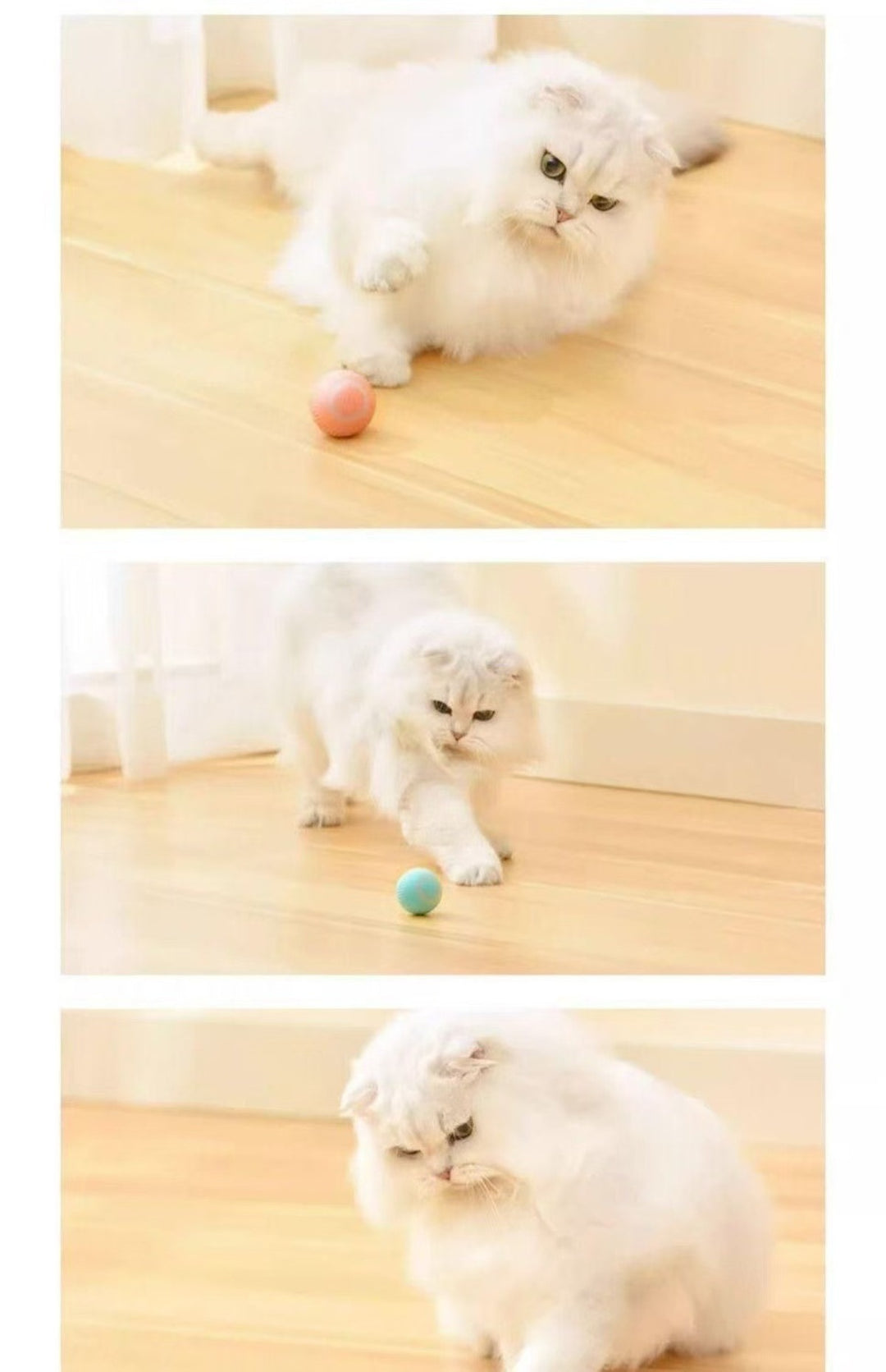 Sandsberg | Elektrischer Rollball neckt Katze