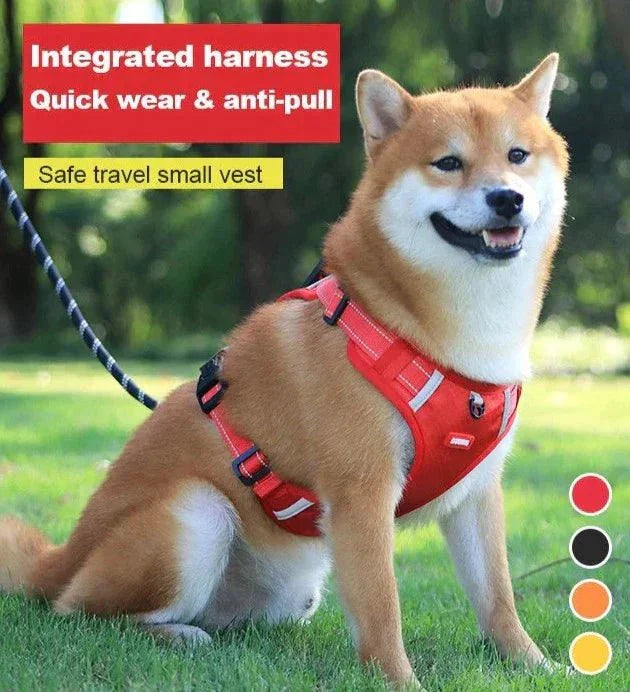 DogGrip Spazieren Sie mit Ihrem Hund sicher | Karnz