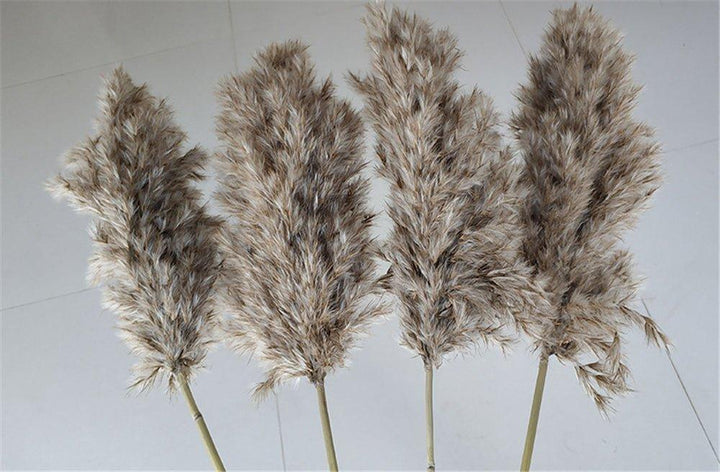 60 cm natürlich, echt, braun-beige getrockneter Pampasgrasstrauß │ flauschige Feder für moderne Boho-Haushaltsdekoration
