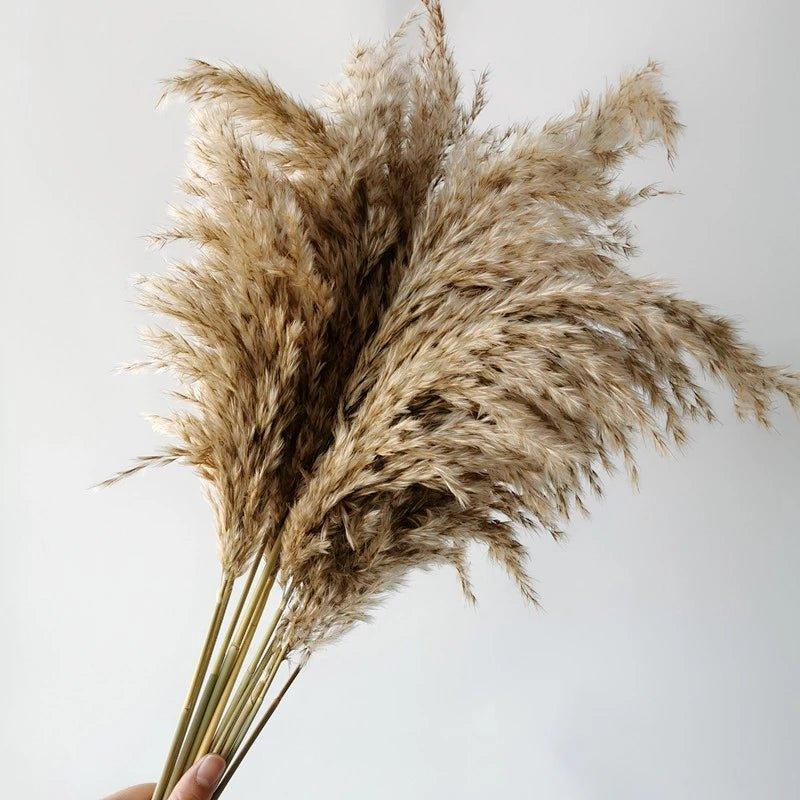 60 cm natürlich, echt, braun-beige getrockneter Pampasgrasstrauß │ flauschige Feder für moderne Boho-Haushaltsdekoration