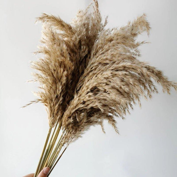 60 cm natürlich, echt, braun-beige getrockneter Pampasgrasstrauß │ flauschige Feder für moderne Boho-Haushaltsdekoration