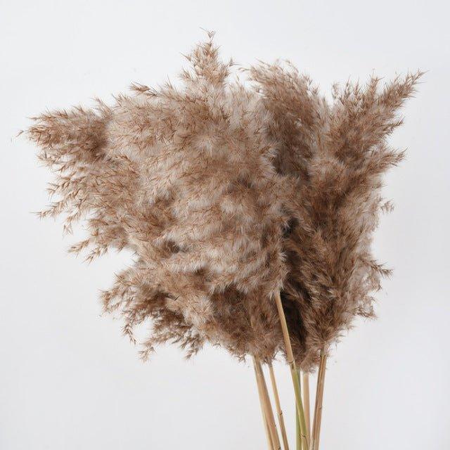 60 cm natürlich, echt, braun-beige getrockneter Pampasgrasstrauß │ flauschige Feder für moderne Boho-Haushaltsdekoration