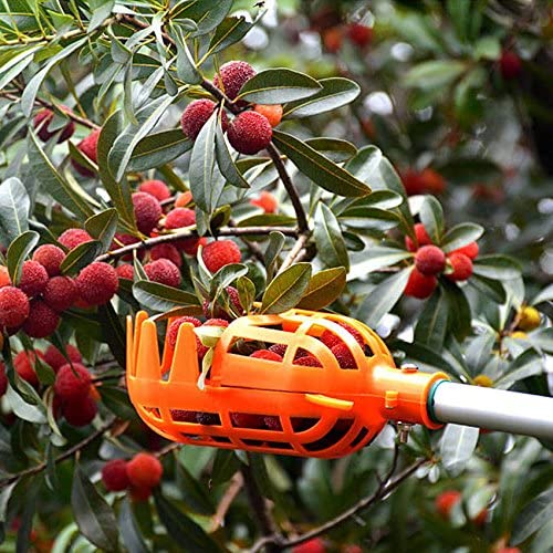 Fruit Picker | Karnz