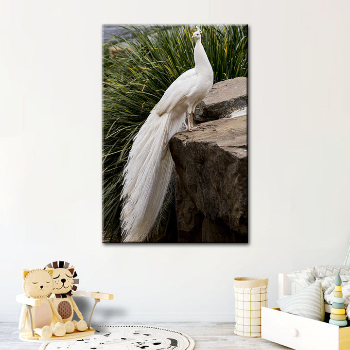 Königlicher Albino-Pfau – Leinwandbild