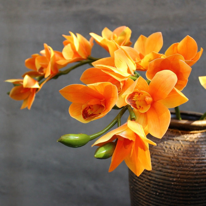 Dekorative Orchidee