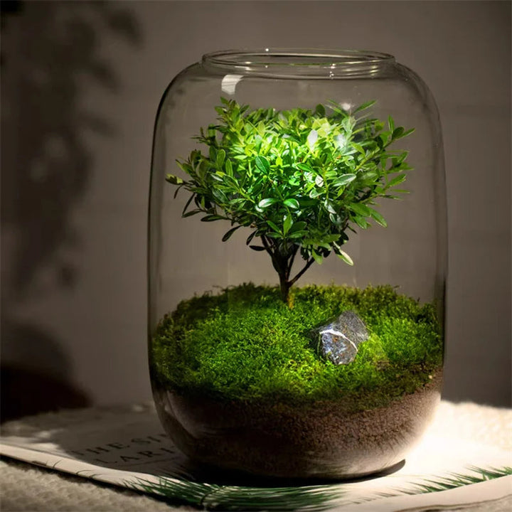 Micro Landschaft Grüner Oase Glasvase | Karnz