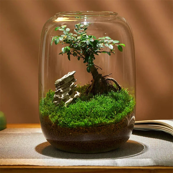 Micro Landschaft Grüner Oase Glasvase | Karnz