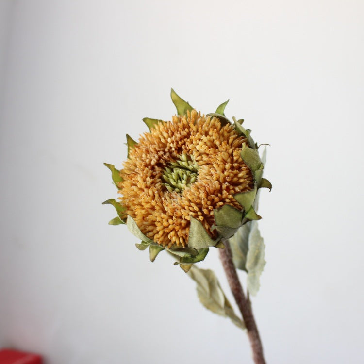 Getrockener Sonnenblumenstängel
