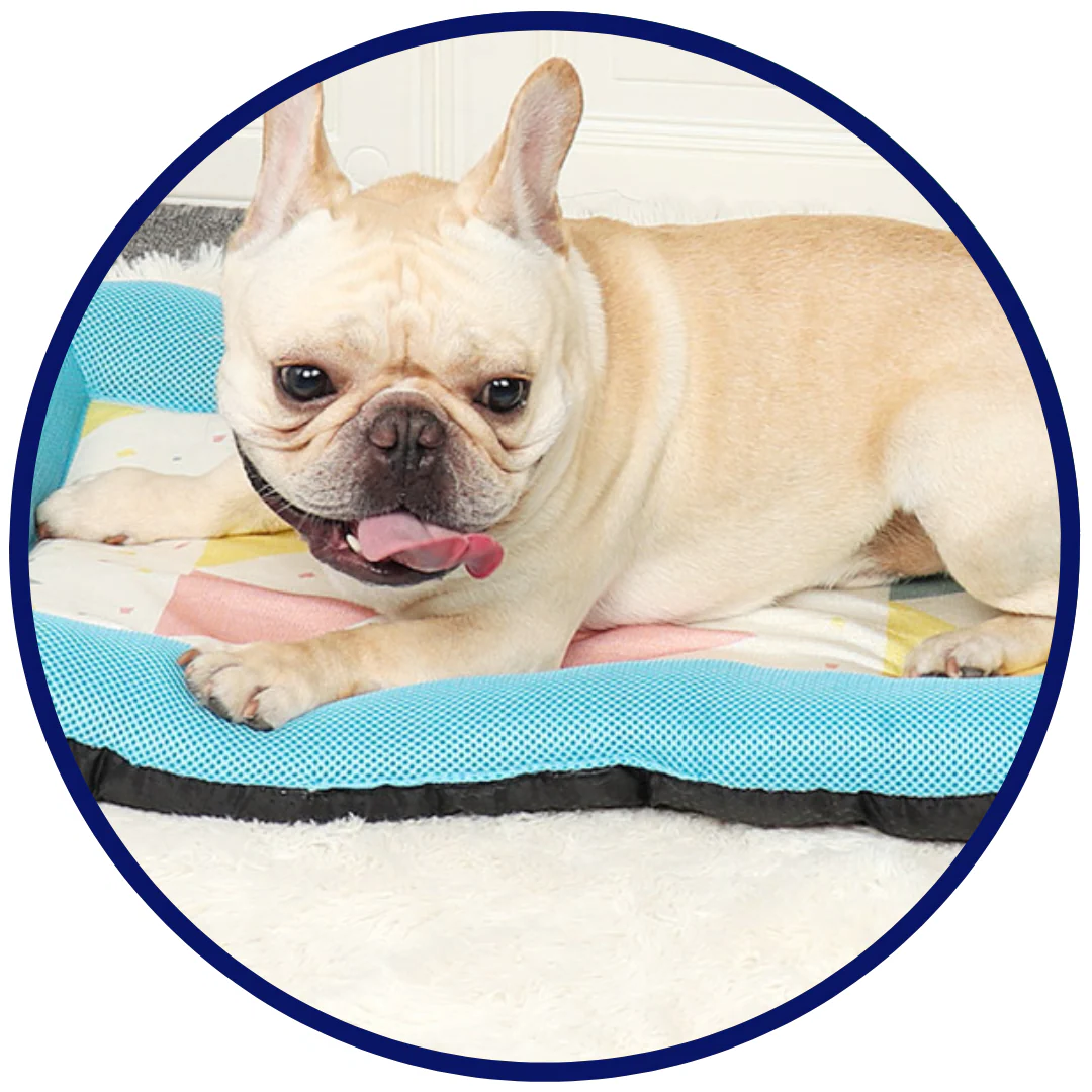 Pet Silk Cooling Mat | Karnz