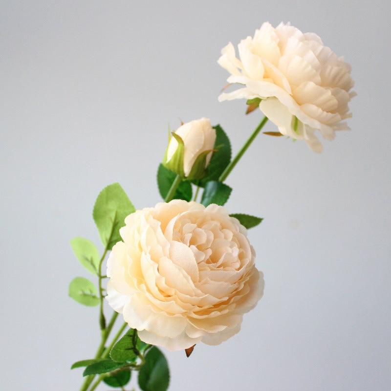 Realistische Pfingstrosenblüte Stem