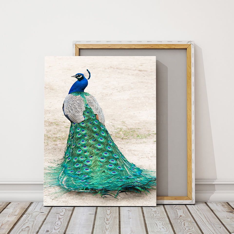 Eleganter Pfau im Rock – Leinwandbild