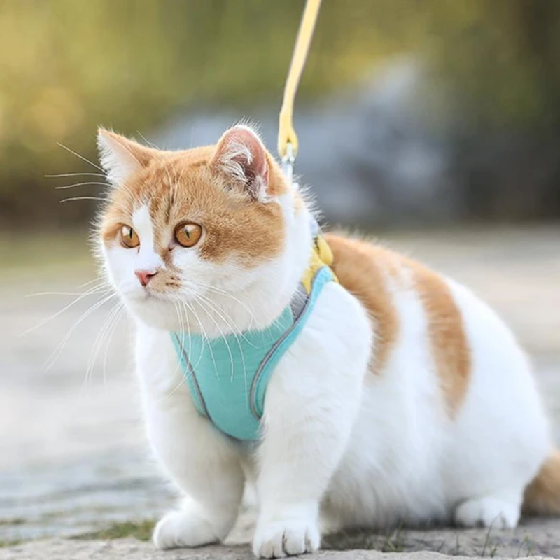 Geschirr- und Leinen-Set für Katzen | Karnz