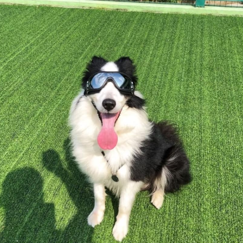 Outdoor-Schutzbrille für Hunde