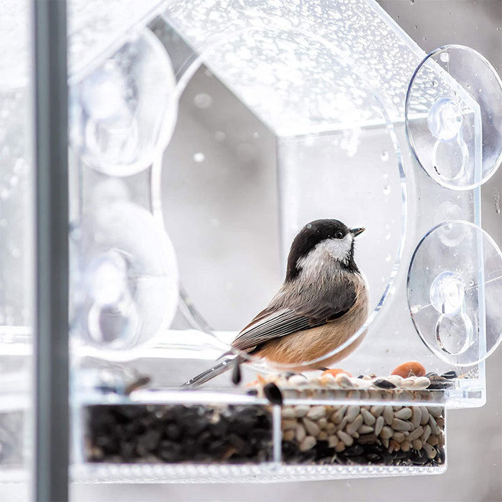 Smart Bird Feeder mit Live-Kamera | Karnz