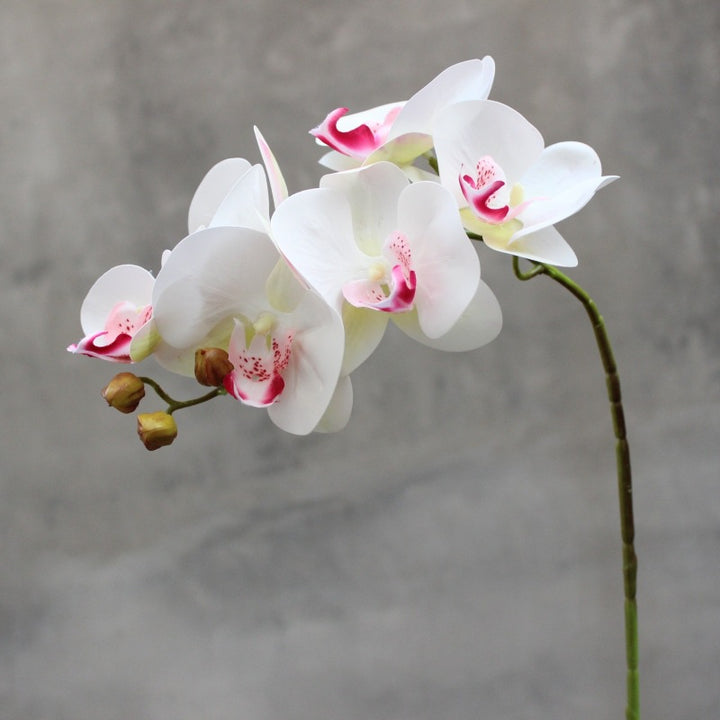 Realistische Künstliche Orchideenstamm