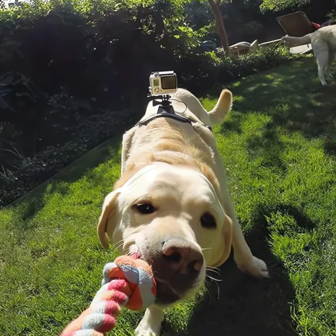 Action-Cam Hundegeschirr mit 360° Perspektive Karnz