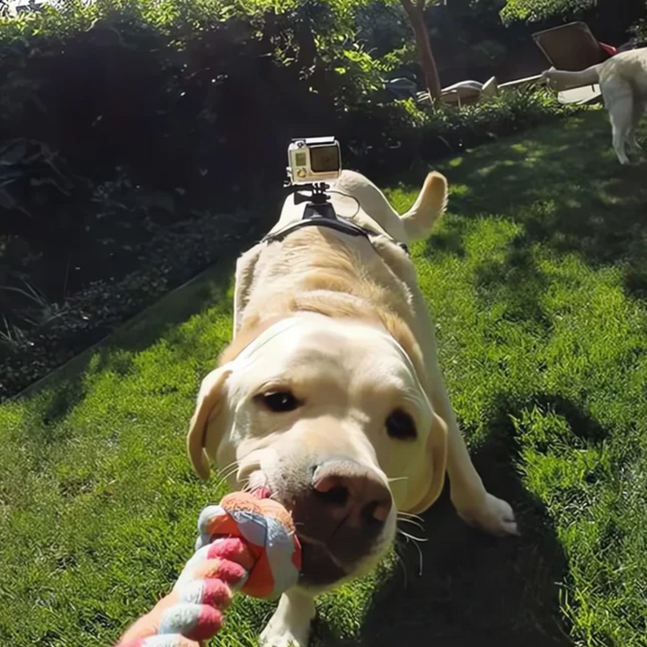 Action-Cam Hundegeschirr mit 360° Perspektive Karnz