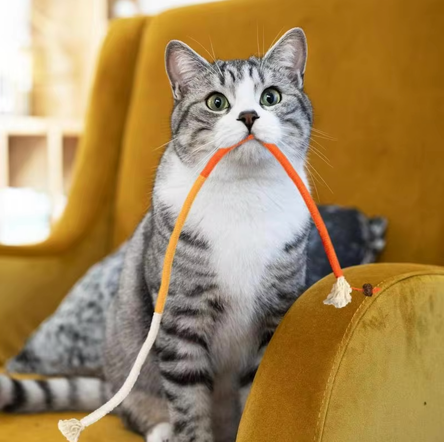 Zahnpflege-Spielzeug für Katzen | Karnz