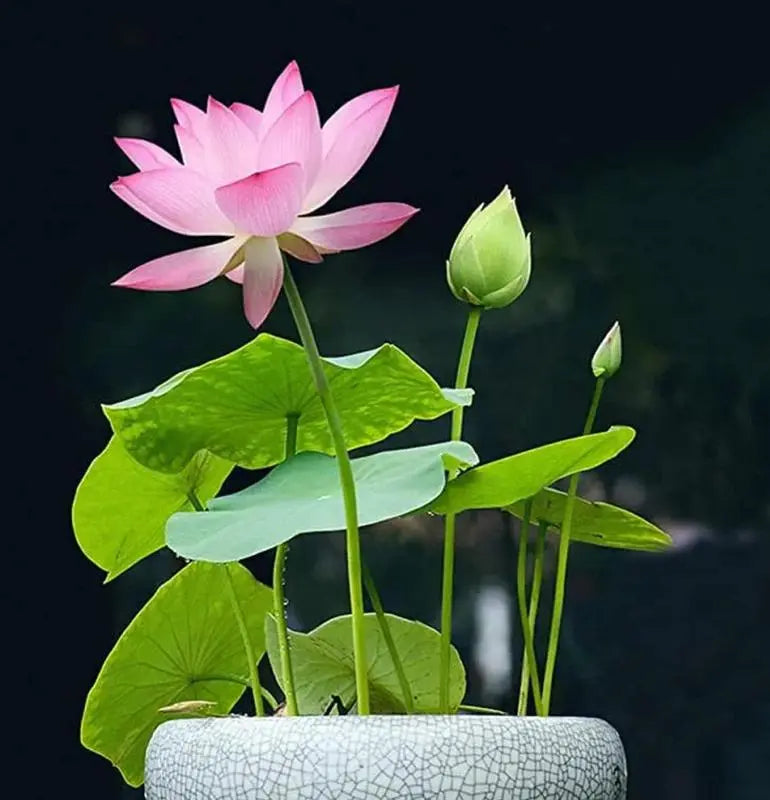 Lotusblumen Samen für Teich & Schüssel – Lassen Sie sie zu Hause leicht blühen
