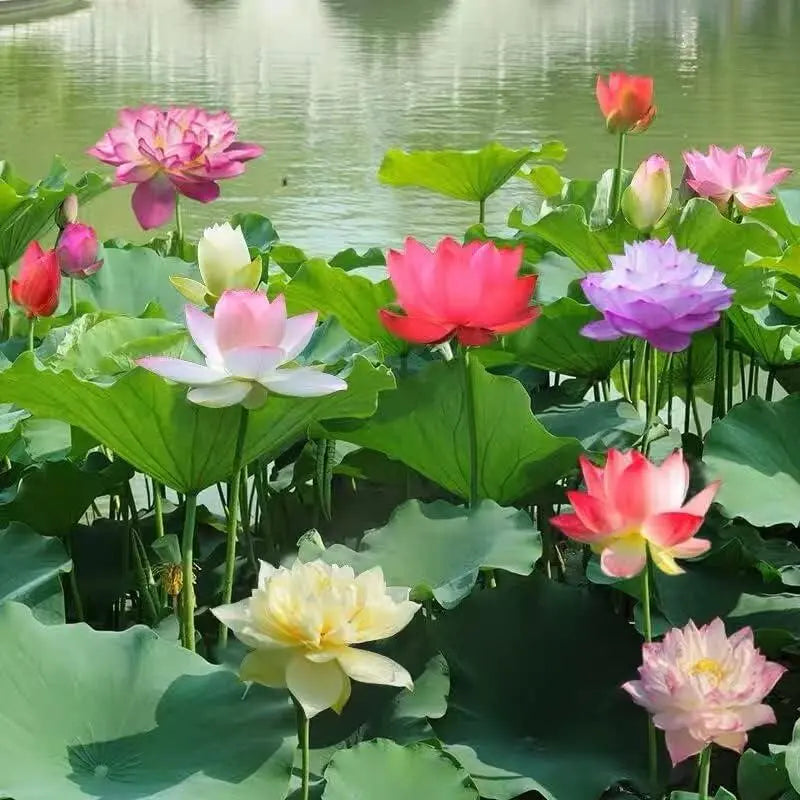 Lotusblumen Samen für Teich & Schüssel – Lassen Sie sie zu Hause leicht blühen