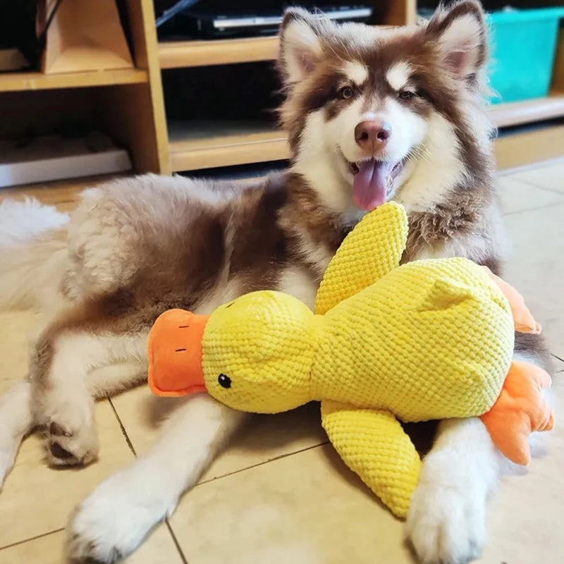 Beruhigender Enten für Hunde