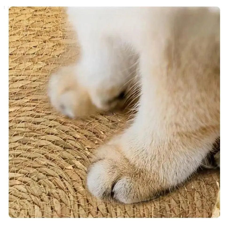Cloud Nest – Superweiches und gemütliches Katzenbett