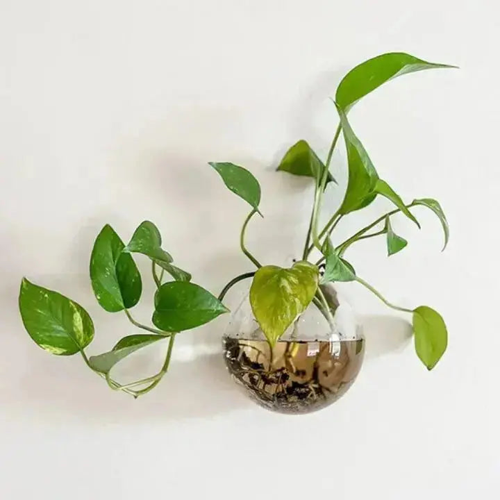 Elegante Glas Wandvase – Minimalistischer Pflanzenhalter
