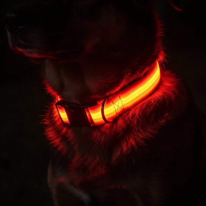 LED-Sicherheitshalsband für Hunde mit verstellbarer Passform