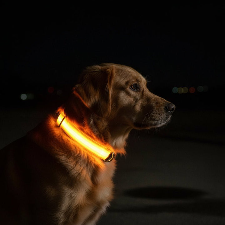 LED-Sicherheitshalsband für Hunde mit verstellbarer Passform
