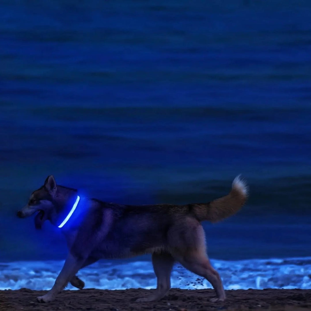 LED-Sicherheitshalsband für Hunde mit verstellbarer Passform