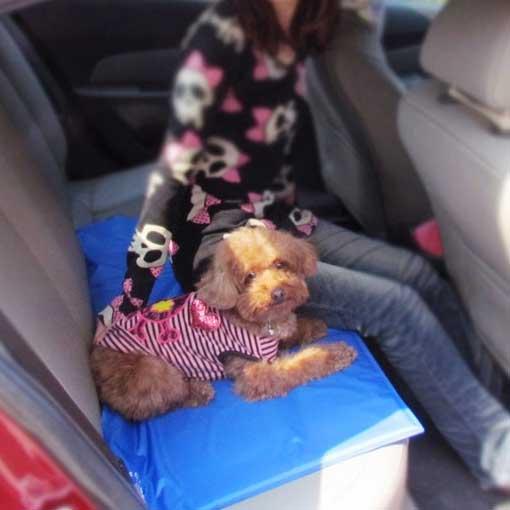 Pet Cooling Mat | Karnz