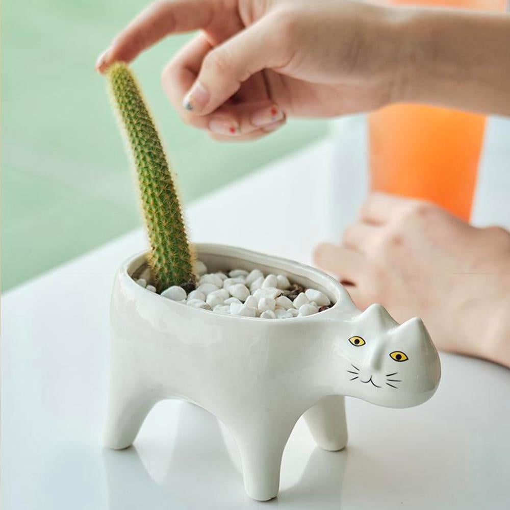 Kat Pot | Karnz