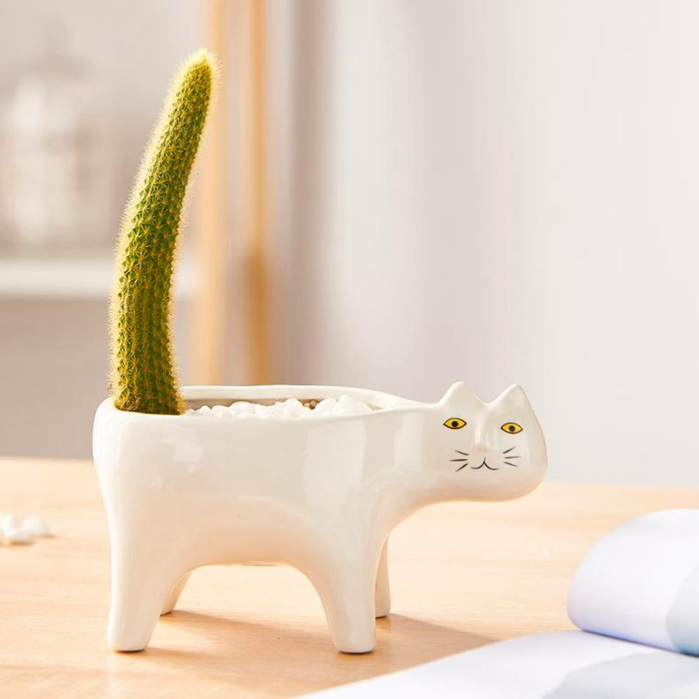 Kat Pot | Karnz
