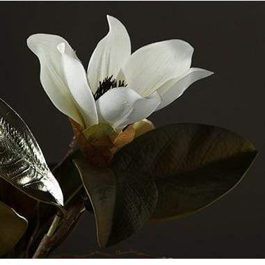 Magnolia Seidenblume | Karnz